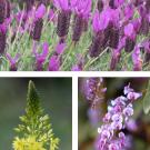 Photos (3): Lavandula stoechas "Otto Quast," Spanish lavender; Bulbine frutescens "Tiny Tangerine," Cape balsam; Hardenbergia violacea, happy wanderer