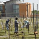 A labor crew plants rootstock in UC Davis new vineyard, adjacent to the Robert Mondavi Institute for Wine and Food Science.