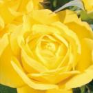 Photo: Walking on Sunshine, a floribunda from the rose sale catalog