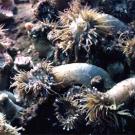 Photo:. sea anenomes in a colony