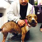 Photo: Asia the dog, after her surgery, with her owner