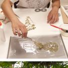 Photos (2): Student Jia Ma glues a dried plant to a board for preservation, and student Leah Drake thins a fern.