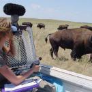 Photo: Woman in truck with recording equipment facing a bison herd