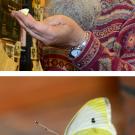 Photos (2): Professor Art Shapiro holds the 2014 contest winner, and a close-up of the butterfly, on Shapiro's finger