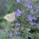The cabbage white butterfly&rsquo;s wings are white (male) or slightly buffy (female)