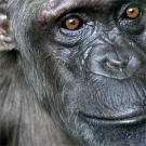 photo: chimp's face