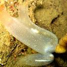Photo: Jelly-like sea animal floating above sand