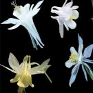 Photo: Four varying columbine blossoms