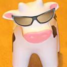 Cow with sunglasses on.