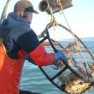 Photo: Man hauling crabs up in a basket