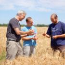 Professor Jorge Dubcovsky, left, Assaf Distelfeld, center, and Cristobal Uauy assess their wheat project. Distelfeld formerly worked on the project long-distance from Israel. He has since joined UC Davis as a postdoc, joining Uauy in Dubcovsky&#2013266048;