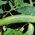 Photo: cucumbers growing on a plant