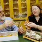 Christyann Darwent, right, examines a specimen with Peter Schulz, a research associate in Darwent&Atilde;&#149;s lab who has amassed the largest collection of California fish skeletons &Atilde;&#145; all at UC Davis. Darwent&Atilde;&#149;s research interests are in animal sk