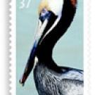 photo of James Brandt's stamp featuring a profile of a pelican