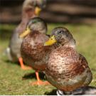 photo: three ducks on grass