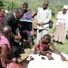 People in Africa surrounding a cow on the ground