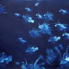 "Filty water" cyanotype