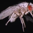 A Drosophila fly covered in white fungus