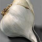 Photo: garlic bulb