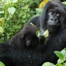 An adult mountain gorilla and baby.