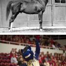 Photos (2): The real Gunrock in black and white, and the Gunrock mascot of today: a furry blue mustang character