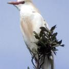 Photo: bird perching on top branch