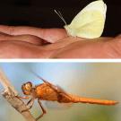 Photos (2): Cabbage white butterfly and flameskimmer dragonfly