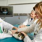 Man and two women in lab coats hold cat on exam table