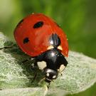 Photo: A ladybug, aka lady beetle, on a leaf