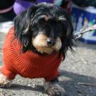Long-haired dachshund in a red coat and on a leash