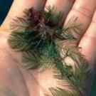 Eurasian watermilfoil can develop into thick stands in rivers and reservoirs, and this growth can limit boating, swimming and fishing.