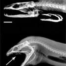 X-ray: two shots of a moray eel's head and jaws, the top with the mouth slightly open, the bottom with the mouth wide open, showing the second set of