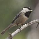 Black-capped chickadees seem to excel in environments of low-level chronic stress 