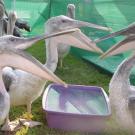 Photo: three pelicans with beaks open