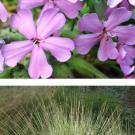 Photos (2): Arboretum All-Stars Saponaria x lempergii Max Frei" (pink flowers) and the grass Muhlenbergia dubia, or pine muhly