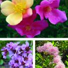 Photos (3): Rosa  mutabilis, Bergenia crassifolia and Ceanothus</i> Marie Simon.