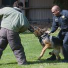 Officer Walter Broussard pulls Maverick off after letting him attack trained agitator, UC Davis student Mike McLaughlin, for a pre-Picnic Day demonstration.                           