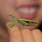 Praying mantis, one of the many green critters at the Bohart Museum of Entomology.
