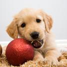 puppy chewing on ornament