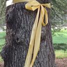Photo: Yellow ribbon around tree on the Quad