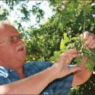 Photo: Warren Roberts, arboretum superintendent emeritus, examines a cluster of oak leaves.