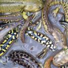 Photo: Several salamander larvae all bunched together