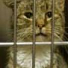 Photo: cat behind bars