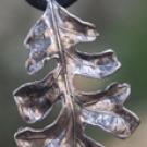 Photo: Silver oak leaf pendant (cropped)