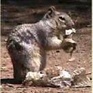 Photo: Squirrel chewing on snake skin