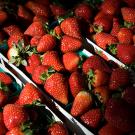 Photo: Fresh strawberries