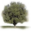 photo: oak tree
