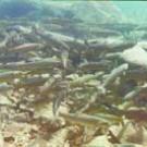 photo of school of trout under water