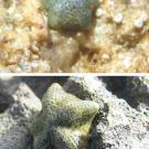 Two photos with two seastars on rocks