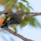 Photo: yellow rumped warbler on a branch